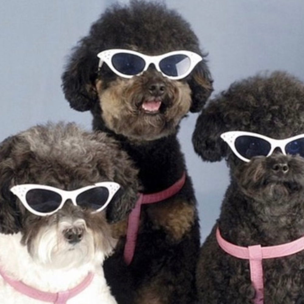 Meet your Posher, Clara